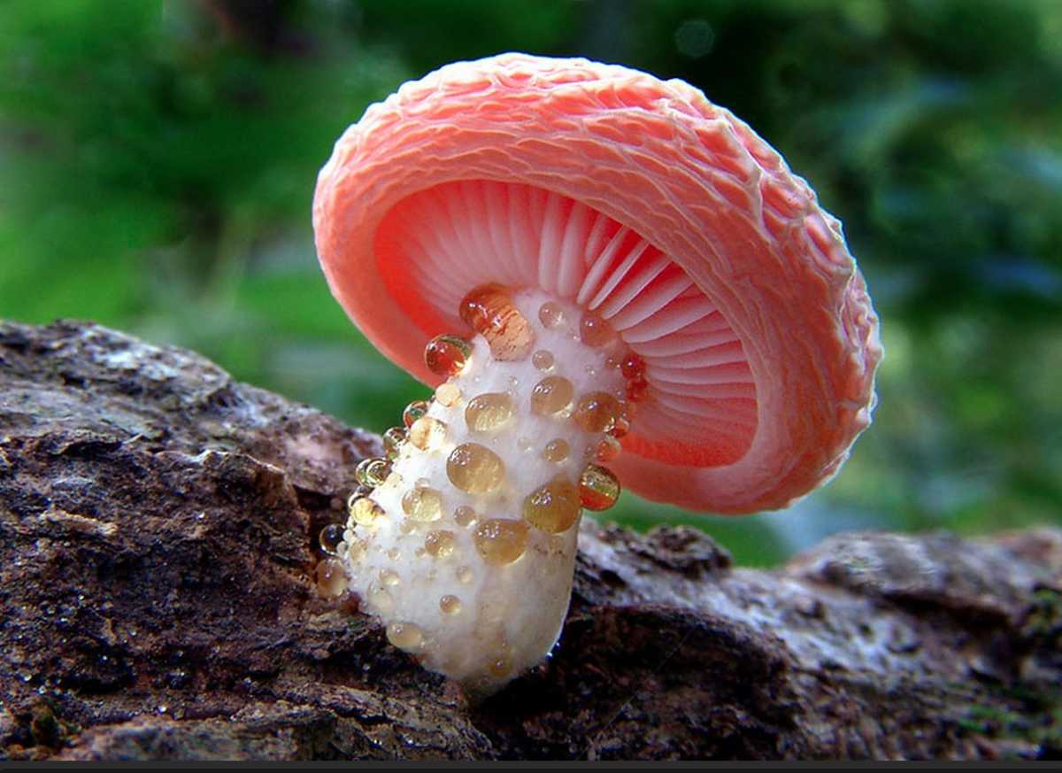 25 asombrosas especies del reino fungi
