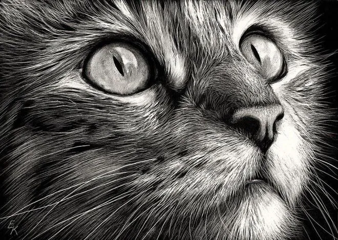 25 asombrosos dibujos de gatos - Arte Feed