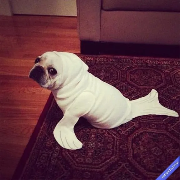 Como hacer un disfraz casero de foca - Imagui Como hacer un disfraz casero de foca - Imagui