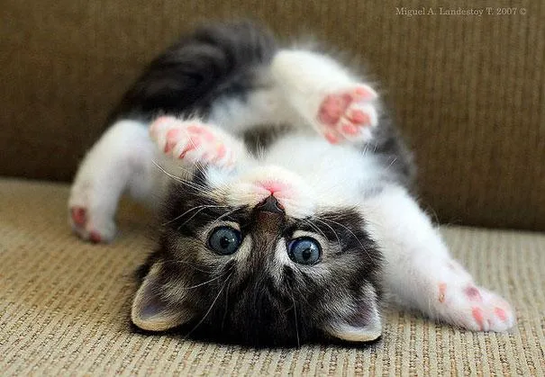 25 Fotos De Animales Bebes Que Te Haran Morir De Ternura 25 Fotos De Animales Bebes Que Te Haran Morir De Ternura