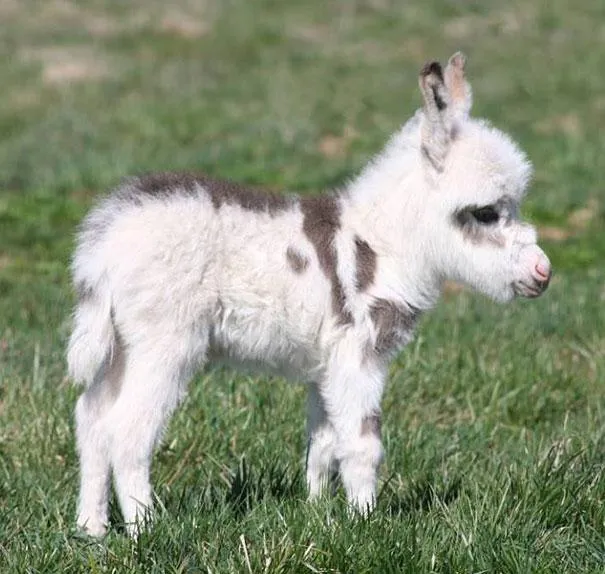 25 Fotos De Animales Bebes Que Te Haran Morir De Ternura 25 Fotos De Animales Bebes Que Te Haran Morir De Ternura