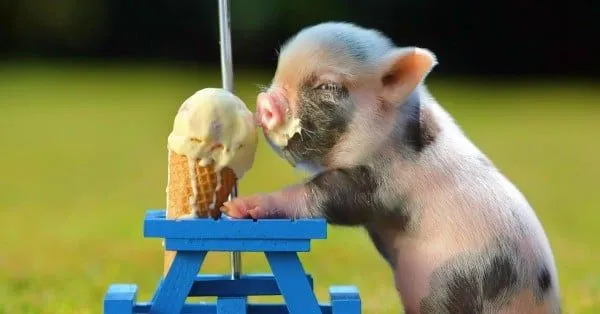 25 Fotos De Animales Bebes Que Te Haran Morir De Ternura 25 Fotos De Animales Bebes Que Te Haran Morir De Ternura