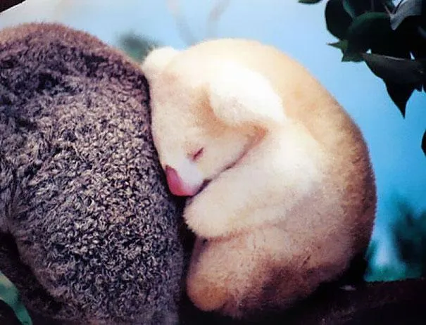 25 Fotos De Animales Bebes Que Te Haran Morir De Ternura 25 Fotos De Animales Bebes Que Te Haran Morir De Ternura