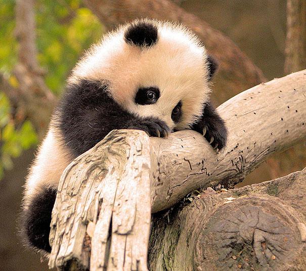 25 Fotos De Animales Bebes Que Te Haran Morir De Ternura