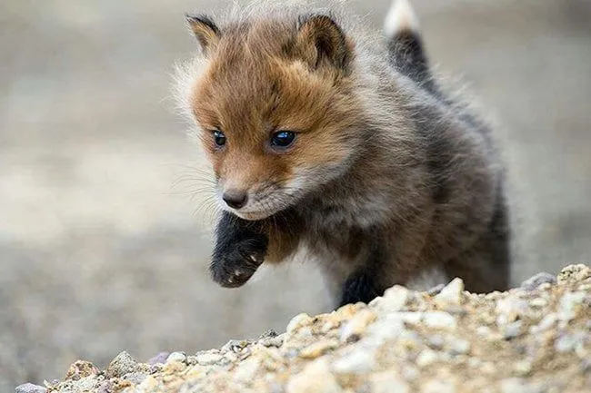 25 Fotos De Animales Bebes Que Te Haran Morir De Ternura 25 Fotos De Animales Bebes Que Te Haran Morir De Ternura
