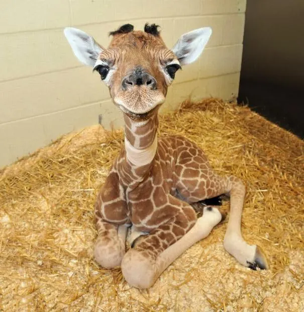 25 Fotos De Animales Bebes Que Te Haran Morir De Ternura
