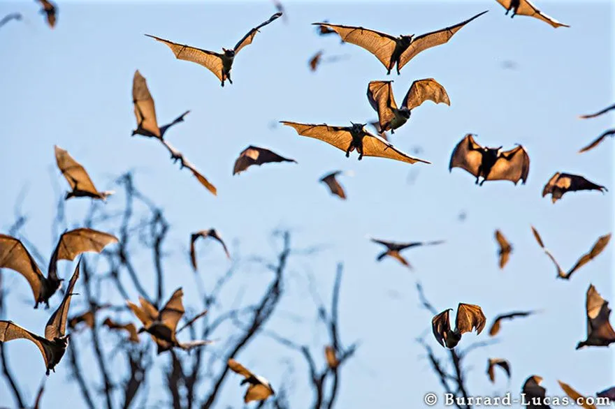 25 fotos asombrosas de la migración animal | Panda Curioso