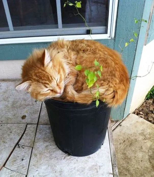 25 gatos-plantas que probablemente no deberías regar | Bored Panda