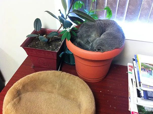 25 gatos-plantas que probablemente no deberías regar | Bored Panda