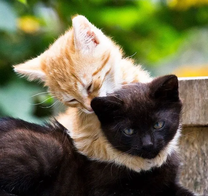 25 Imágenes De Animales Abrazándose | Bastísimo