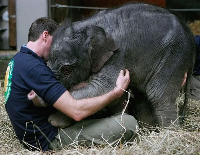 25 Imágenes De Animales Abrazándose | Bastísimo