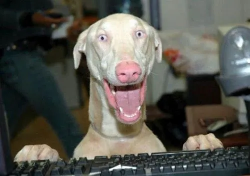 25 Imágenes de animales haciendo caras ridículas y graciosas ... 25 Imágenes de animales haciendo caras ridículas y graciosas ...