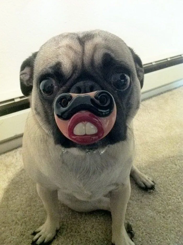 25 juguetes que harán que tu perro luzcan ridiculos jaja