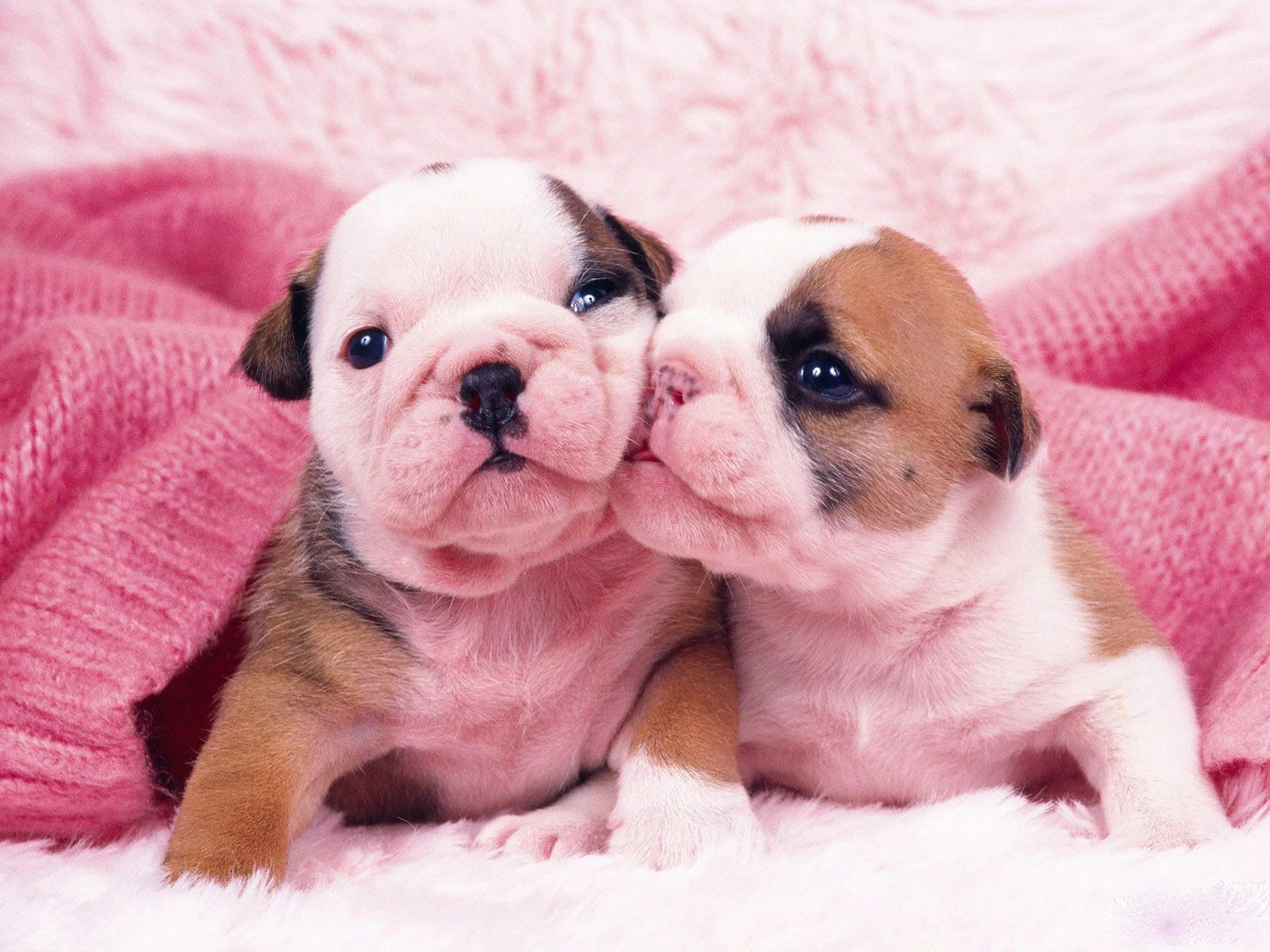 25 perros más pequeños y adorables que vas a querer tener 25 perros más pequeños y adorables que vas a querer tener
