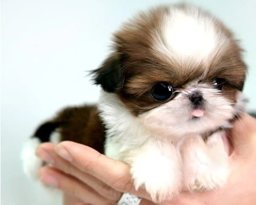 25 perros más pequeños y adorables que vas a querer tener 25 perros más pequeños y adorables que vas a querer tener