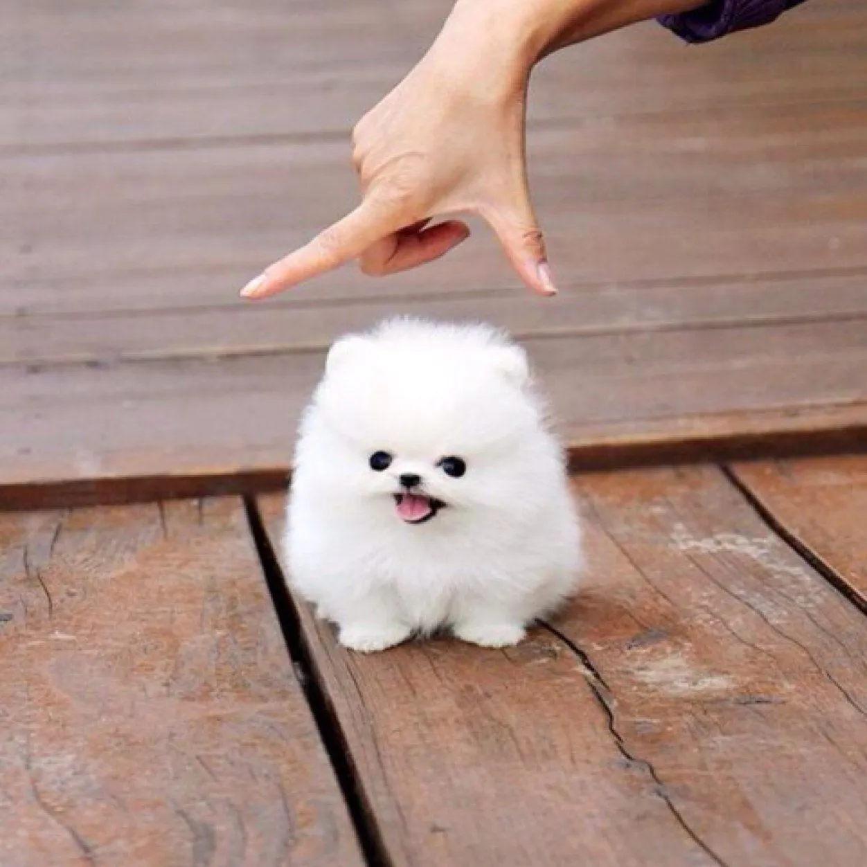 25 perros más pequeños y adorables que vas a querer tener 25 perros más pequeños y adorables que vas a querer tener