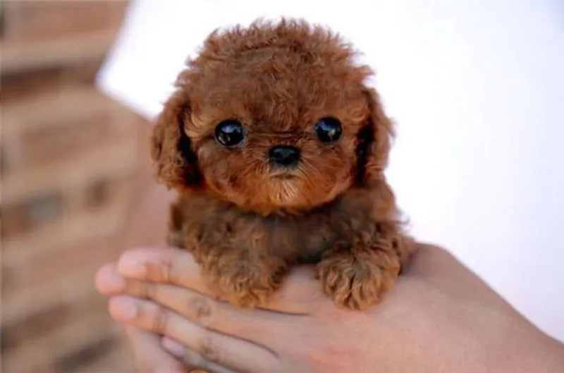 25 perros más pequeños y adorables que vas a querer tener 25 perros más pequeños y adorables que vas a querer tener