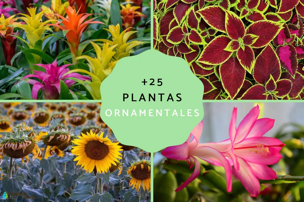 25 plantas ornamentales: qué son, tipos, nombres, imágenes y vídeos