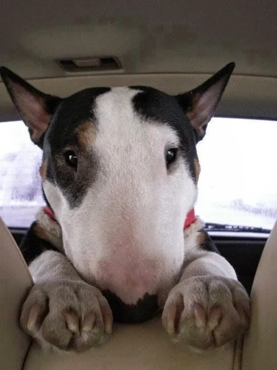 25 razones para no tener un Bull Terrier | Bull Terrier