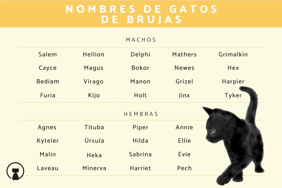 250 Nombres de gatos de brujas - ¡Machos y hembras!