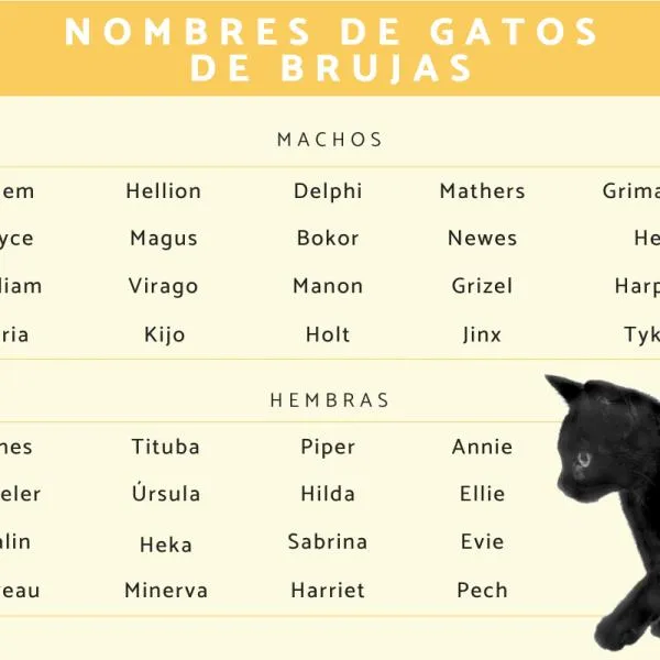 250 Nombres de gatos de brujas - ¡Machos y hembras!