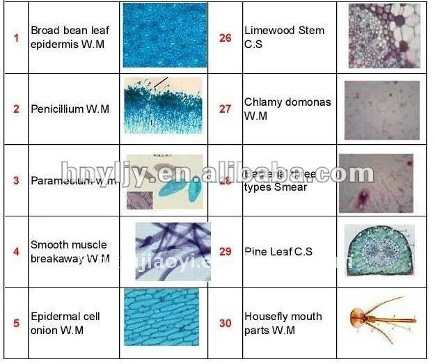 25.4 * 76.2 * ( 1 - 1.2 ) mm botánica portaobjetos de microscopio ...