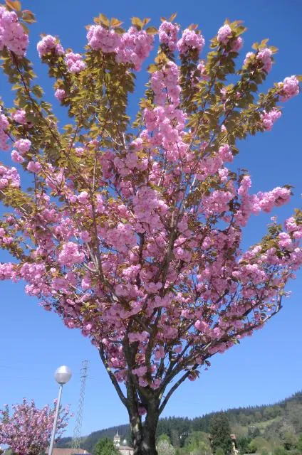 255580-lemoa-arbol--en--flor.jpg