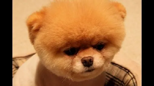 Conozca al perro más lindo del mundo: tiene 500 mil seguidores en ...