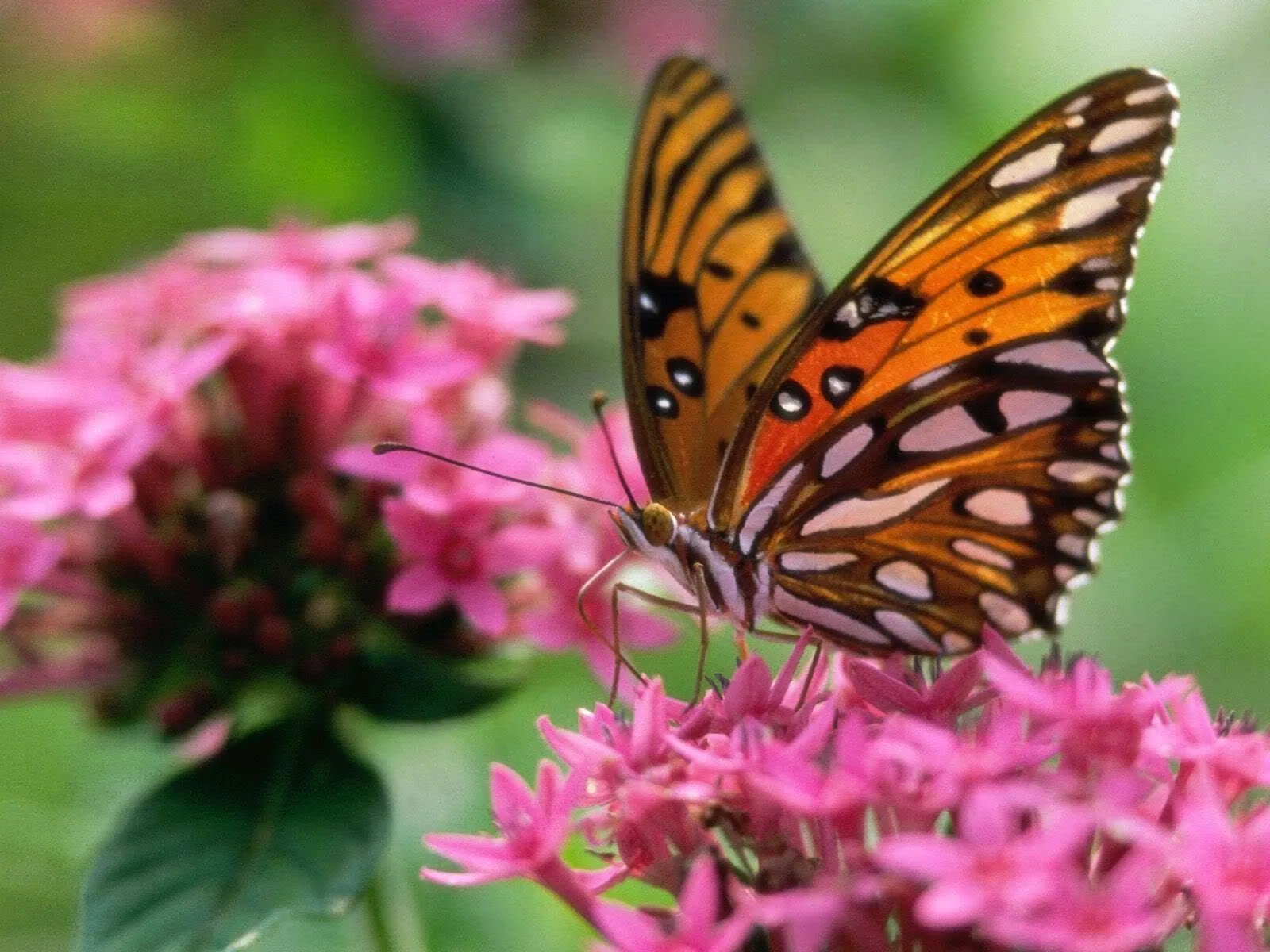Mariposas reales - Imagui