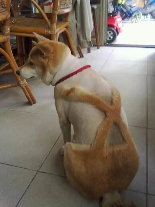 26 Perros forzados a vivir con los cortes de pelo más horribles de ... 26 Perros forzados a vivir con los cortes de pelo más horribles de ...