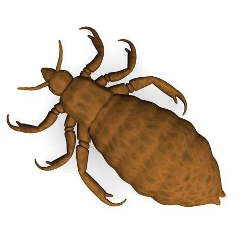 266_490_piojo.jpg