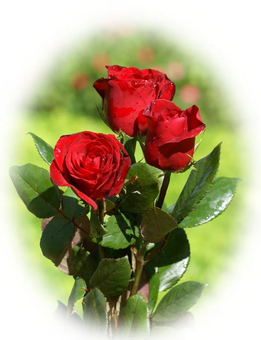 27 fotografías muy lindas para facebook, twitter y blogs | Banco ...