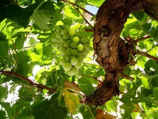 2734-alhambra-parra-uvas.jpg