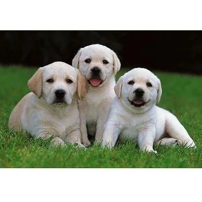 Bébés labradors