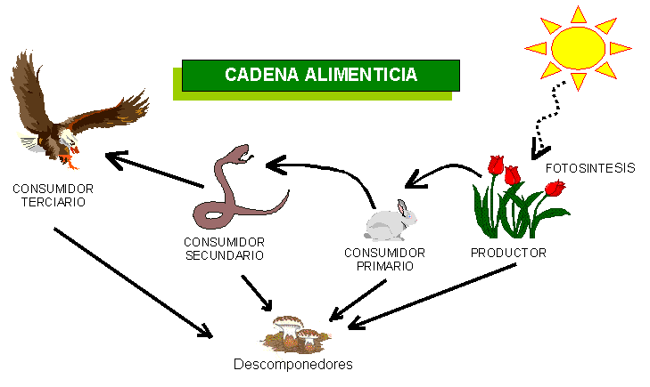 Los 28 del Fray Pablo: CADENAS ALIMENTARIAS Los 28 del Fray Pablo: CADENAS ALIMENTARIAS
