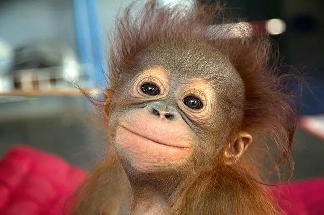 29 Fotos de animales mas felices que te contagiaran una sonrisa 29 Fotos de animales mas felices que te contagiaran una sonrisa