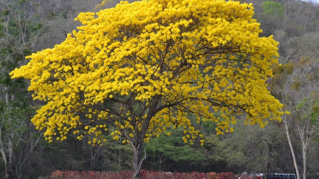 29 de mayo: Día del Araguaney como Árbol Nacional, emblema del pueblo de  Venezuela