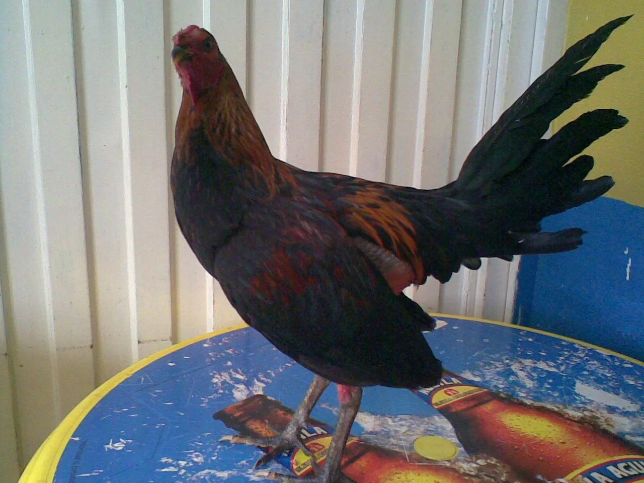 Gallino requemado negro del criadero de los zorro; vendido.