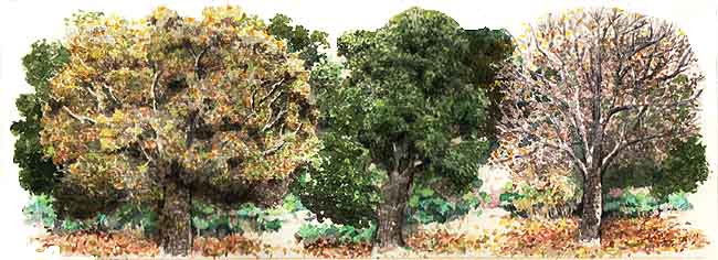 29b.jpg