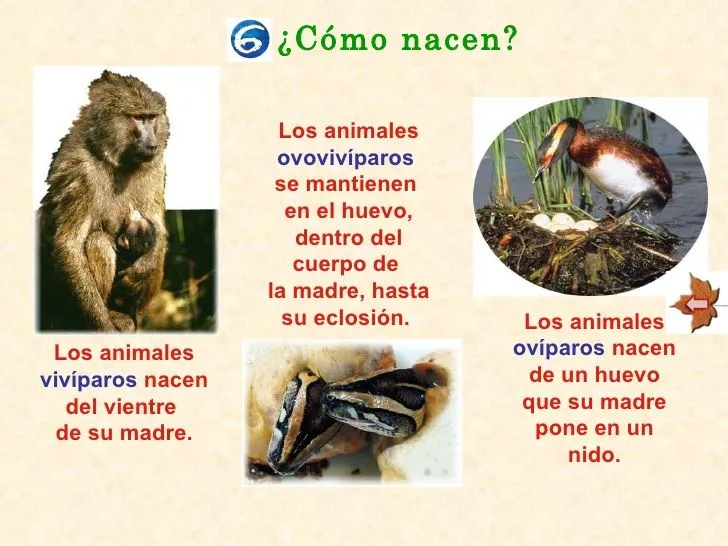 2.Ciclo Vital animal « WORLD FAMILY ANIMAL