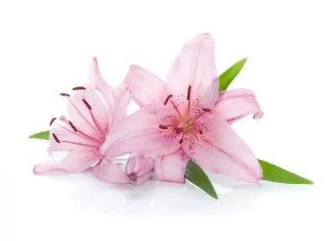 2_Flores_rosas_muralesyvinilos ...
