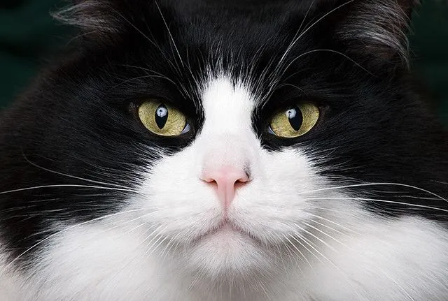 2:Gatos de dos colores (negro y blanco)#2 - a gallery on Flickr 2:Gatos de dos colores (negro y blanco)#2 - a gallery on Flickr