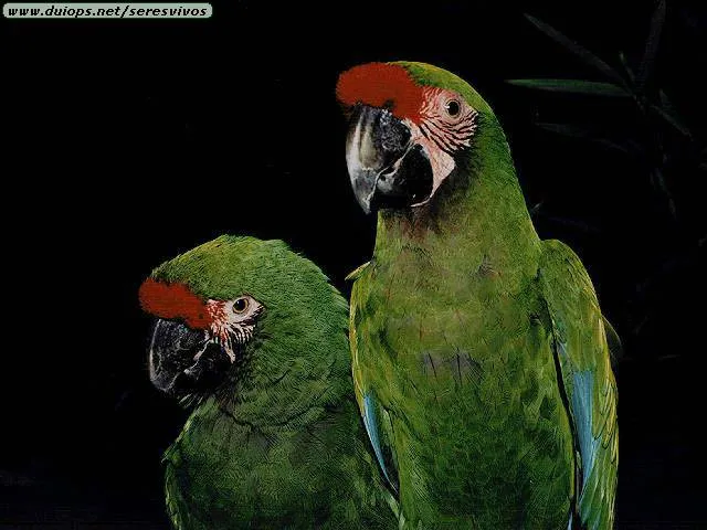Fotos de loros y pericos