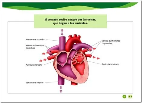 2.SIST.CIRCULATORIO | JUGANDO Y APRENDIENDO