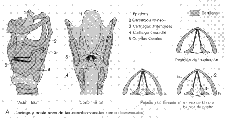 Aparato fonador para colorear - Imagui