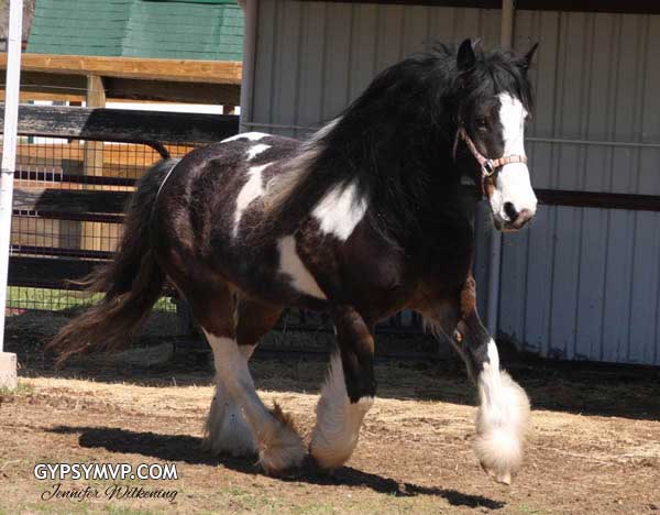 3-mocha-gypsy-vanner.jpg