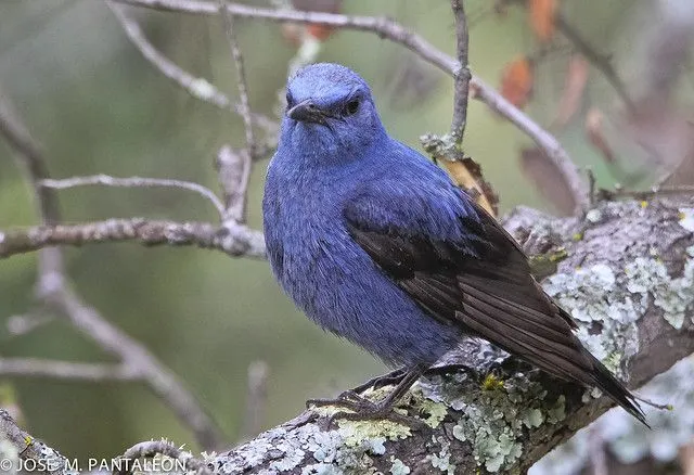 3- Un pájaro azul para un amigo de corazón y sentimientos azules ...
