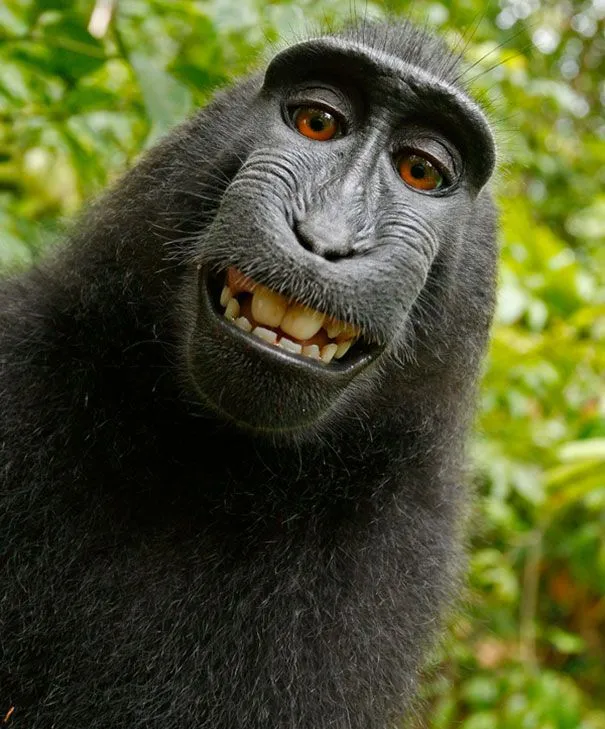30 animales posando frente a la cámara como profesionales 30 animales posando frente a la cámara como profesionales