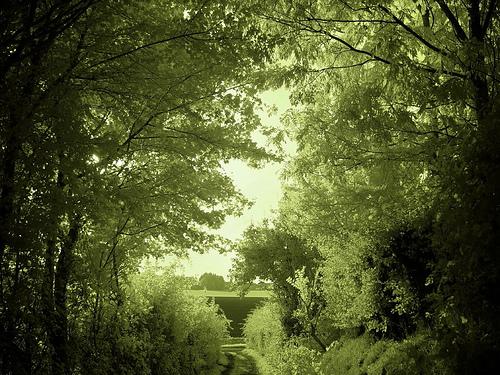 Más de 30 fotografías fabulosas de Bosques Mágicos - Paperblog Más de 30 fotografías fabulosas de Bosques Mágicos - Paperblog