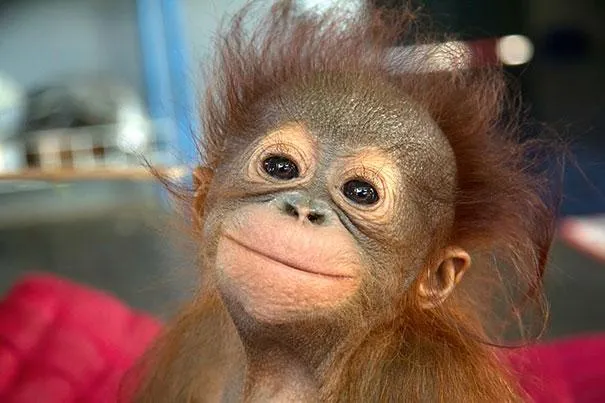 Simio tierno - Imagui